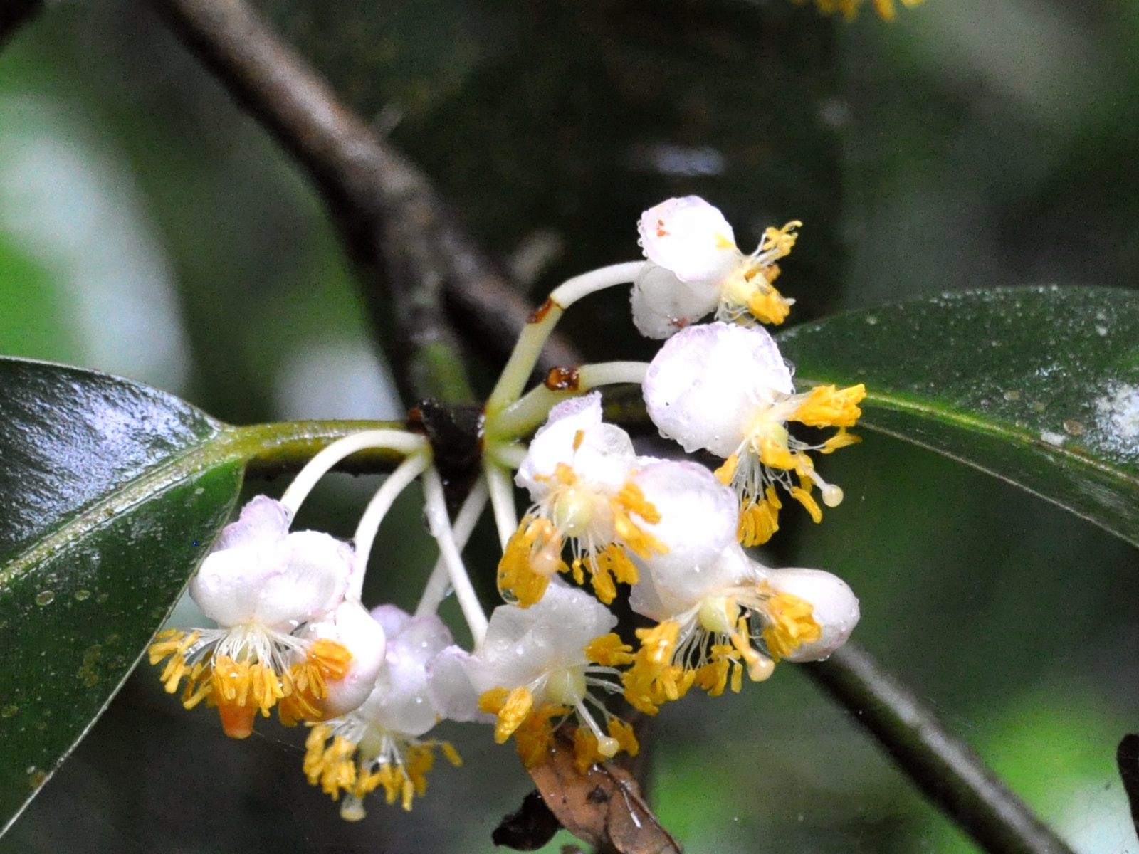 Ảnh loài của giống