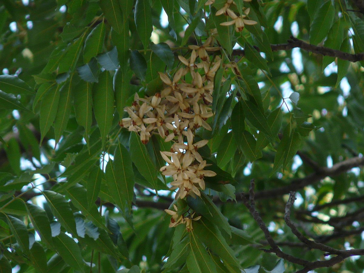 Ảnh loài của giống