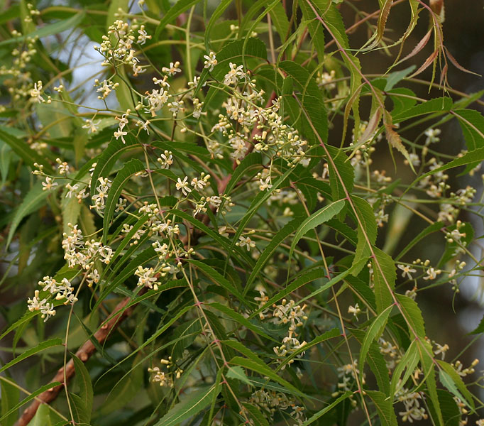 Ảnh loài của giống